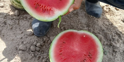 Buenas tardes. Ofrecemos sandía fresca al por mayor para