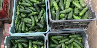 Pepino corto/sano/Variedad de Polonia - Madeira Calibre Mercado 10-13