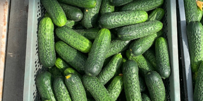 Pepino corto/sano/Variedad de Polonia - Madeira Calibre Mercado 10-13