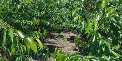 Vendo cerezas directamente del huerto, en cantidades de entre