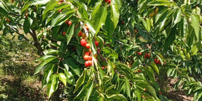 Vendo cerezas directamente del huerto, en cantidades de entre