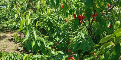 Vendo cerezas directamente del huerto, en cantidades de entre