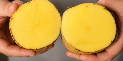 Características del producto: Variedad: Agria Origen: Bélgica Calibre: 50+