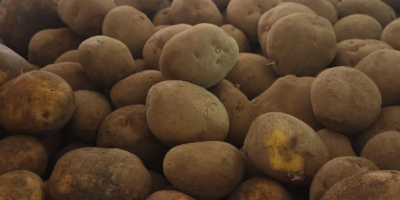 Características del producto: Variedad: Agria Origen: Bélgica Calibre: 50+