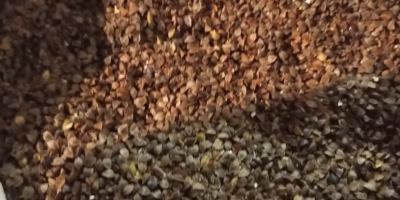Trigo sarraceno variedad Kora, sin procesar y seco.