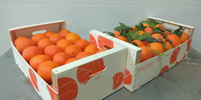 Venderé naranjas extra-clase, el país de origen de Portugal,