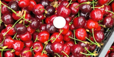 Cerezas búlgaras premium – Cosecha 2026. Cerezas búlgaras frescas