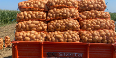 VENDO PAPAS NUEVAS – GRAN CANTIDAD Productor agrícola de