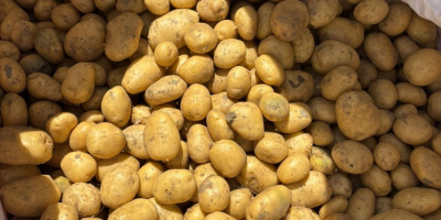 VENDO PAPAS NUEVAS – GRAN CANTIDAD Productor agrícola de
