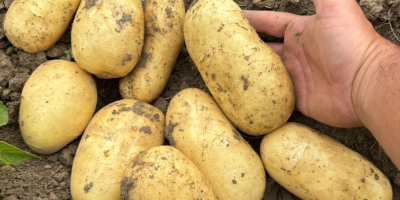 VENDO PAPAS NUEVAS – GRAN CANTIDAD Productor agrícola de