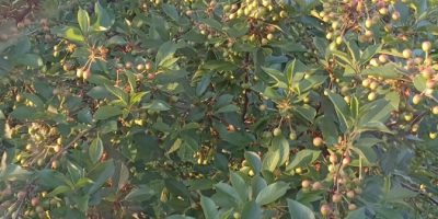 Cerezas ácidas en venta (la cosecha se espera en
