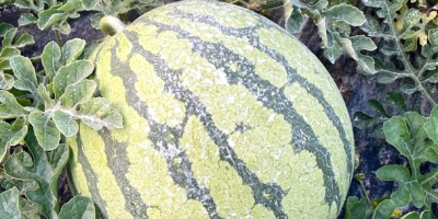 Vendo Sandia blanca sin pepitas, variedad Red jasper premiun,