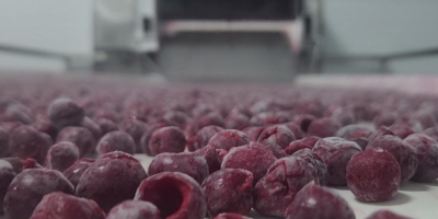 Las cerezas deshuesadas IQF (congeladas individualmente) son una materia