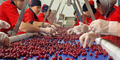 Las cerezas deshuesadas IQF (congeladas individualmente) son una materia