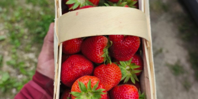 Venderé fresas de la variedad Falco.