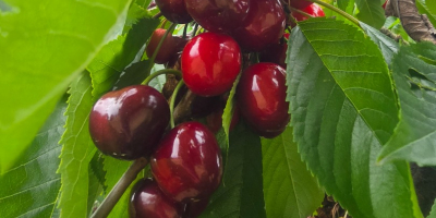 Hermosas y grandes cerezas Burlat en venta. Libres de