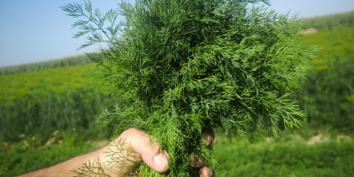Eneldo fresco de la granja, directamente del campo. ¡Eneldo