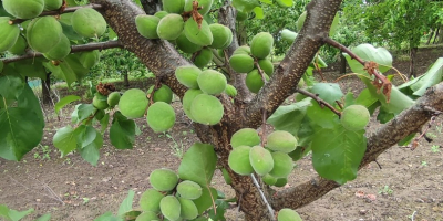 ¡Hola! Ofrecemos albaricoques de cosecha propia de nuestro huerto,