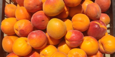 ¡Hola! Ofrecemos albaricoques de cosecha propia de nuestro huerto,