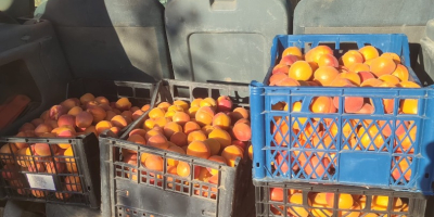 ¡Hola! Ofrecemos albaricoques de cosecha propia de nuestro huerto,