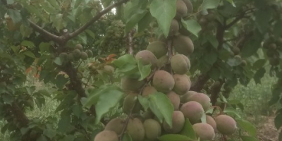 ¡Hola! Ofrecemos albaricoques de cosecha propia de nuestro huerto,