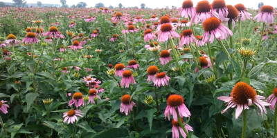 Coneflower púrpura Srzedam se secó con raíz de equinácea