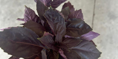 Producimos lechuga rizada y albahaca fresca (morada o verde)
