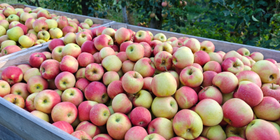 Tengo aproximadamente 35 toneladas de manzanas Champion a la