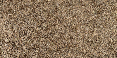 Semillas de comino. 99,9% de pureza, color marrón. Envase