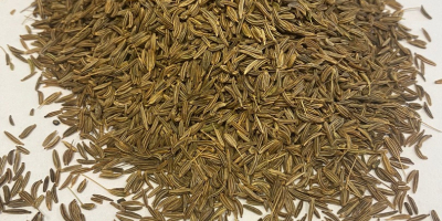 Semillas de comino. 99,9% de pureza, color marrón. Envase