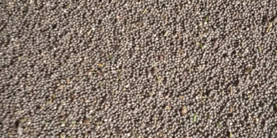 Se venden altramuces amargos. Variedad de hoja estrecha, cosecha