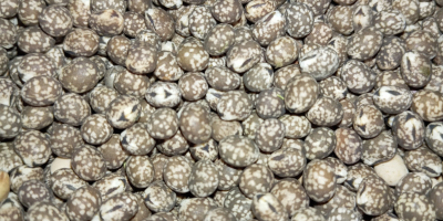 Se venden altramuces amargos. Variedad de hoja estrecha, cosecha