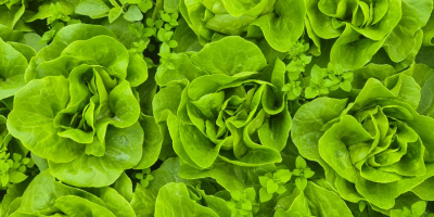 Lechuga mantecosa. Hola, tengo una gran cantidad de lechuga