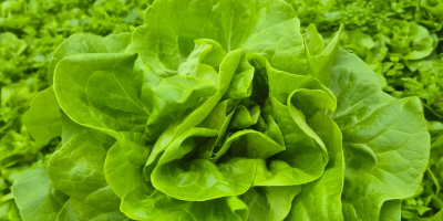 Lechuga mantecosa. Hola, tengo una gran cantidad de lechuga