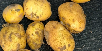 Vendo aproximadamente 10 toneladas de papas Soraya cultivadas en