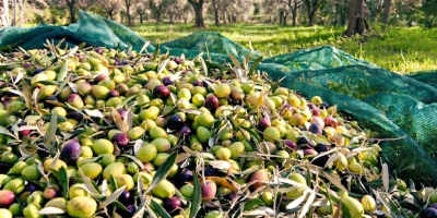 Aceite de Oliva Orgánico de Albania. Aceite de oliva