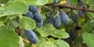 Bayas de Hascha: recién cosechadas de la plantación. La