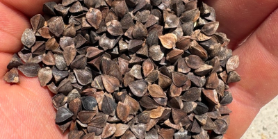 Productor húngaro, vende trigo sarraceno de alta calidad. Un