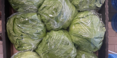 Cabezas grandes. Sanos, peso aproximado de 800 gramos.