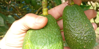 Aguacates Hass, calibre 14–20 mm, €1,89/kg CIF Hamburgo. Embalaje