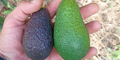 Aguacates Hass, calibre 14–20 mm, €1,89/kg CIF Hamburgo. Embalaje