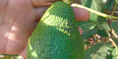 Aguacates Hass, calibre 14–20 mm, €1,89/kg CIF Hamburgo. Embalaje