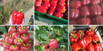 Estableceré cooperación con la recolección de pimientos rojos en