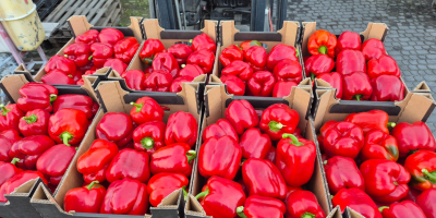 Estableceré cooperación con la recolección de pimientos rojos en
