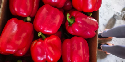 Estableceré cooperación con la recolección de pimientos rojos en