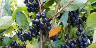 Vendo aronia orgánica, con certificado orgánico.