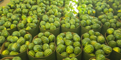 Vendo sandías. Peso: 5-8 kg. Tengo grandes cantidades. Ubicación: