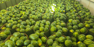 Vendo sandías. Peso: 5-8 kg. Tengo grandes cantidades. Ubicación: