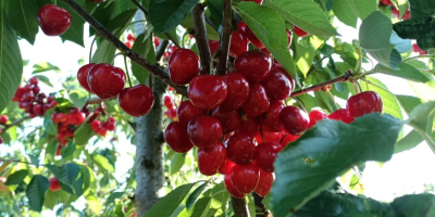 Hola, me gustaría colaborar con un comprador de cerezas.