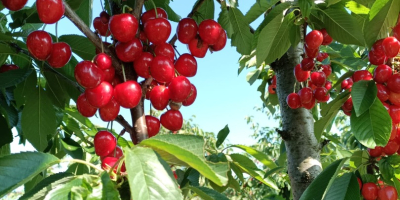 Hola, me gustaría colaborar con un comprador de cerezas.